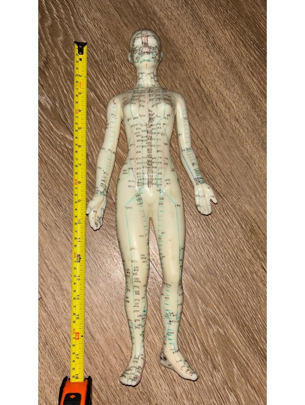 18” Female Acupuncture Meridian Model Chinese Medicine